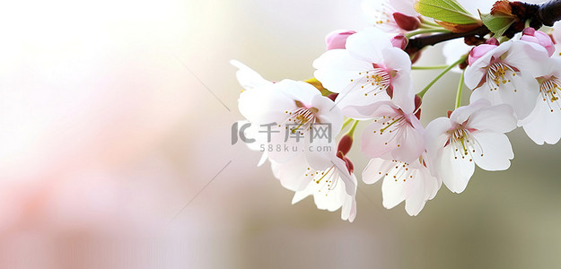 盛开的白色花朵背景图片_美丽的白色花朵在盛开的樱花树上绽放