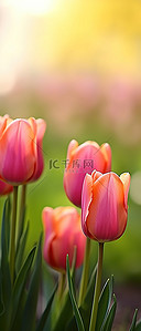 春天背景图片_作者：丹尼尔内勒 春天的风景 郁金香