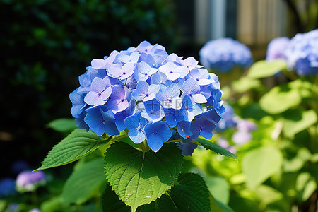 花园里盛开的蓝色绣球花的照片