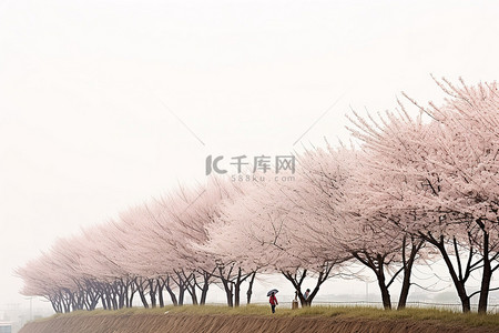 现代首尔的道路两旁盛开的樱花树