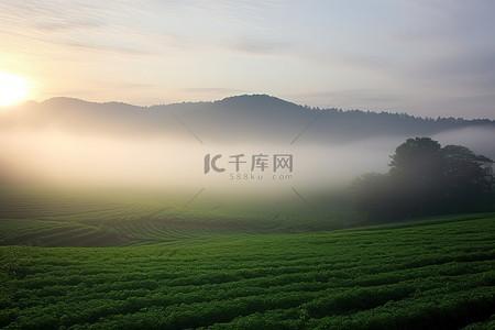 早晨的太阳背景图片_太阳从雾中的绿色田野升起