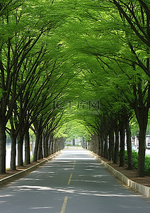 朝鲜背景图片_韩国 韩国街道 树下 朝鲜街道 edulan 热江高中