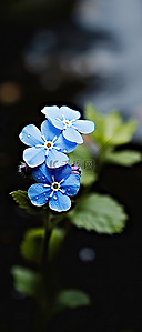 蓝色小花背景图片_一朵蓝色小花的图像