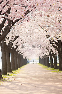 安东河回村背景图片_有很多樱花树的花线