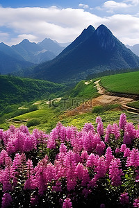 左上角福袋背景图片_两个开花的山峰，左上角有紫色的花朵