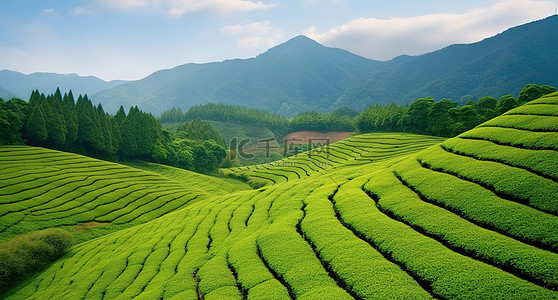有绿草和小山的茶田