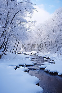 雪王背景图片_冬季雪林树木即墨松浦仁王河