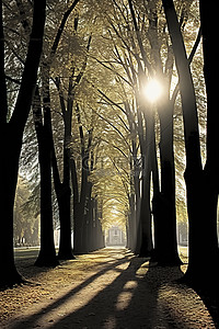秋天公园里的光线穿过树木和树叶