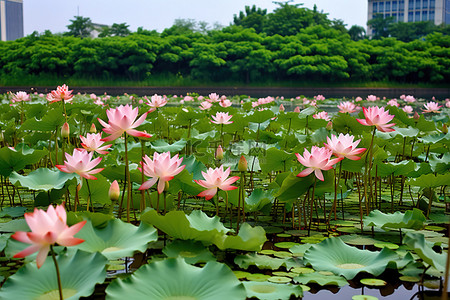 青岛背景图片_青岛鹿栖池空中的粉色睡莲
