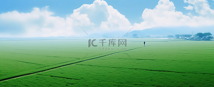 从空中看到一片绿色的稻田