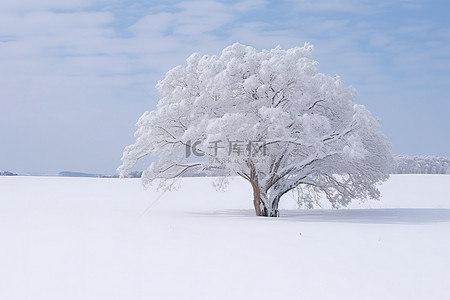 雪背景图片_树上的雪覆盖着雪原