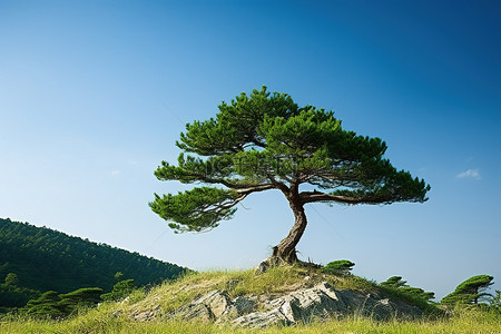 秋天松树地背景图片_山坡上的一棵小松树