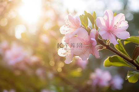 山背景图片_粉红色的植物花朵