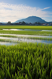 春天的稻田背景图片_日本稻田作物和天空
