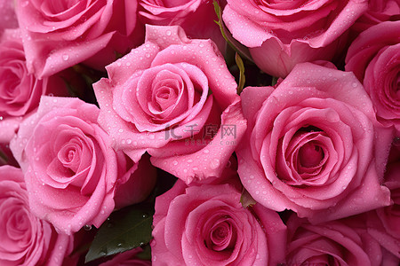 玫瑰背景图片_带有露珠的粉红玫瑰