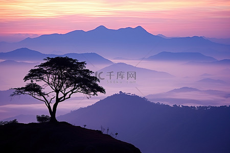 早晨的太阳背景图片_太阳落在一棵坐在风景上的树后面