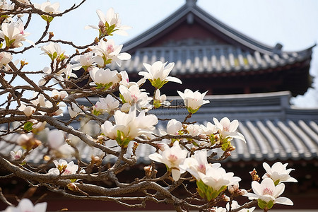 玉兰背景图片_首尔一栋建筑屋顶上的白树和开花的玉兰
