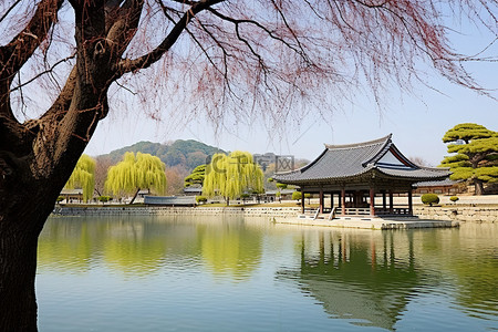 寺庙旅行背景图片_湖上的柳树，后面有建筑和寺庙