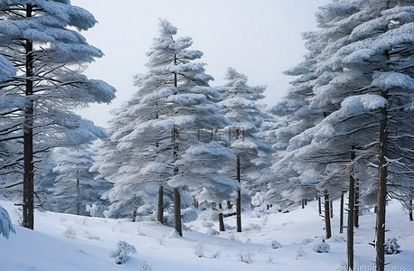 雪中森林背景图片_雪中​​的松树被雪覆盖