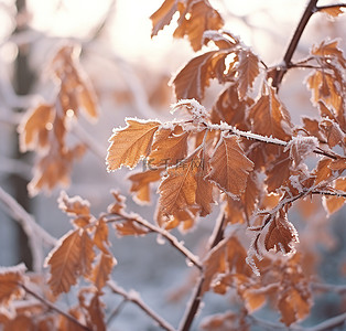 灌木上的霜覆盖叶子