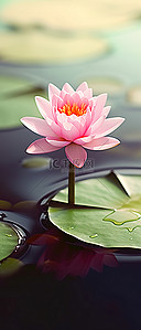 一朵粉红色的花和绿色的睡莲叶一起坐在水中