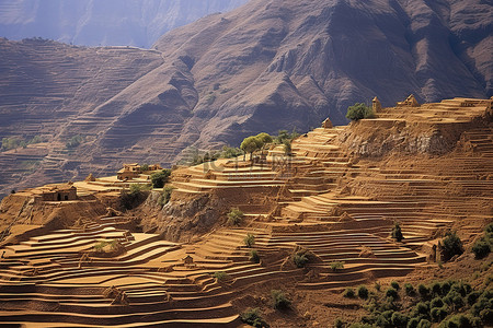 森林背景图片_周围的梯田山区