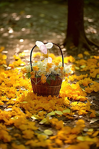 叶子盆栽背景图片_花在有叶子的田野里的篮子里