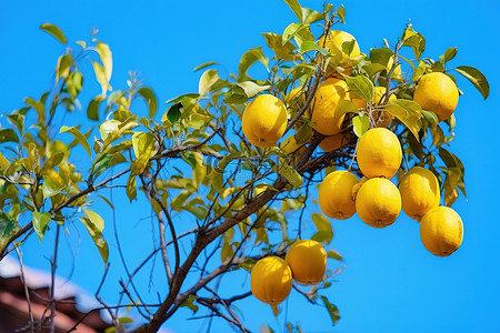 柠檬树生长在大自然中
