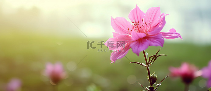 一朵粉红色的花在绿色的田野里