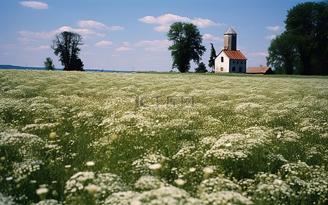 一片开满白花和一座教堂塔楼的田野