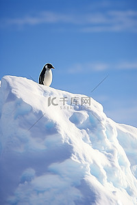 企鹅站在雪原上