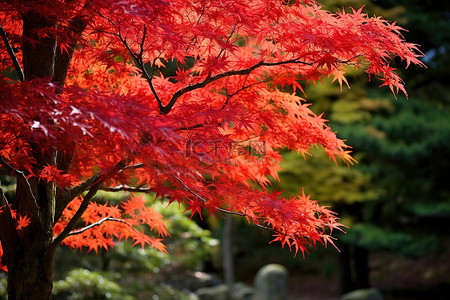 森林里一棵色彩美丽的红枫树