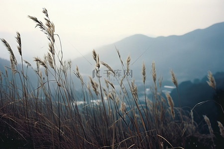 秋天背景图片_野草山