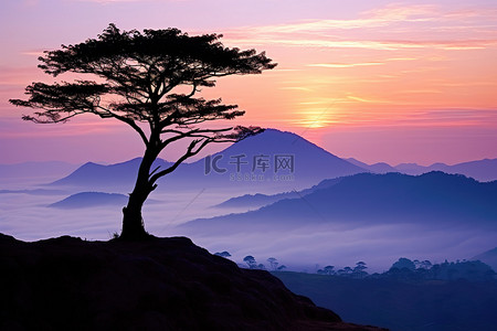 早晨的太阳背景图片_太阳落在一棵坐在风景上的树后面