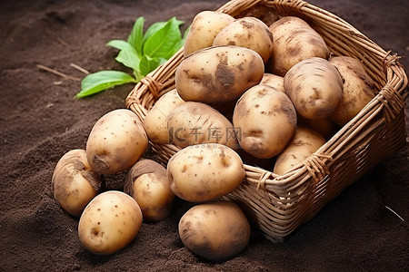 福利背景图片_健康的土豆可以少量种植