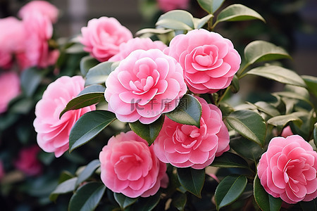玫瑰粉红背景图片_山茶花的粉红玫瑰和粉红色的花朵生长在灌木上