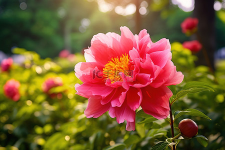 牡丹背景图片_拥挤的花园边缘有一朵美丽的粉红色花朵，花园里绿树成荫