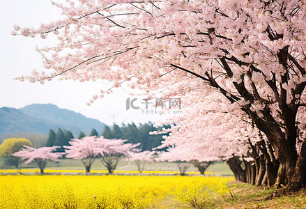 光州田野边开着黄色花朵的樱花树