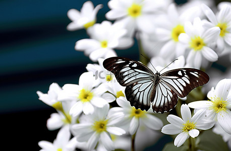 白色和黑色的蝴蝶和花朵图片蝴蝶