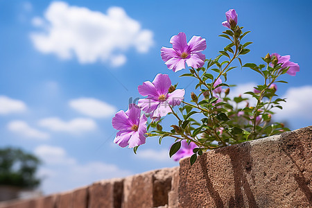 砖墙上的紫色花