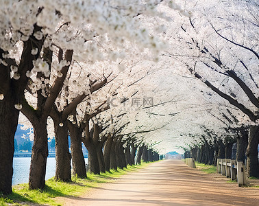 一条长长的小路，两旁种着白色盛开的樱花树
