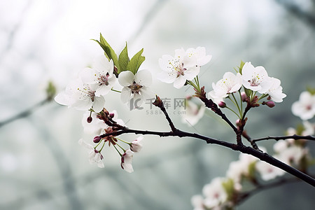 早春背景图片_早春盛开的樱花形象