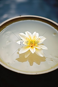 一朵花漂浮在一碗水中