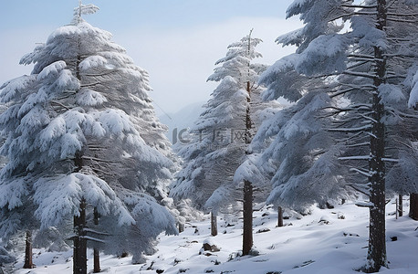 雪中森林背景图片_雪中​​的松树被雪覆盖