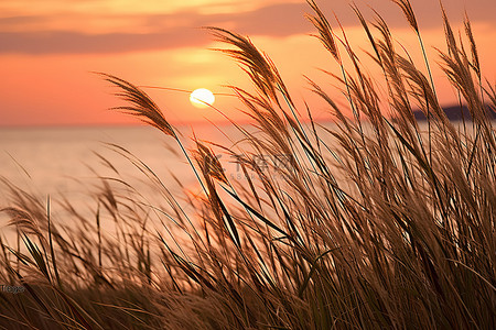 草地背景图片_海上月桂岛草地上的日出