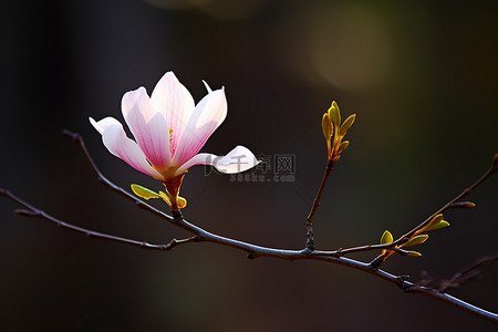 一朵粉色的小花在树枝上绽放