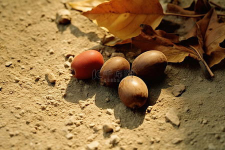 秋天背景图片_一些小水果躺在泥土上