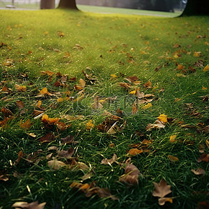 秋叶落在一大片绿草上