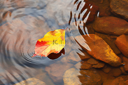漂浮枫叶背景图片_漂浮在水中的一片叶子