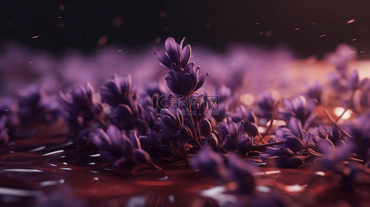 薰衣草花植物紫色花卉背景